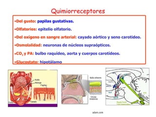 Quimiorreceptores Del gusto:  papilas gustativas. Olfatorios:  epitelio olfatorio. Del oxígeno en sangre arterial:  cayado aórtico y seno carotideo. Osmolalidad:  neuronas de núcleos supraópticos. CO 2  y PA:  bulbo raquídeo, aorta y cuerpos carotídeos. Glucostato:  hipotálamo 