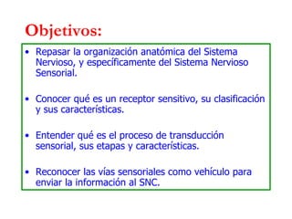 Objetivos: Repasar la organización anatómica del Sistema Nervioso, y específicamente del Sistema Nervioso Sensorial. Conocer qué es un receptor sensitivo, su clasificación y sus características. Entender qué es el proceso de transducción sensorial, sus etapas y características. Reconocer las vías sensoriales como vehículo para enviar la información al SNC. 
