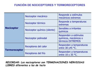 RECORDAR: Los nociceptores son TERMINACIONES NERVIOSAS LIBRES diferentes a las de tacto FUNCIÓN DE NOCICEPTORES Y TERMORECEPTORES Responden a temperaturas entre 10 y 35 °C. Receptores del frío Responden a temperaturas entre 30 y45 °C. Receptores del calor Termoreceptor Responden a estímulos químicos, mecánicos o térmicos EXTREMOS Nociceptor polinodal Sensibles a irritantes químicos Nociceptor químico (silente) Responde a temperaturas extremas Nociceptor térmico Responde a estímulos mecánicos extremos Nociceptor mecánico Nociceptor 
