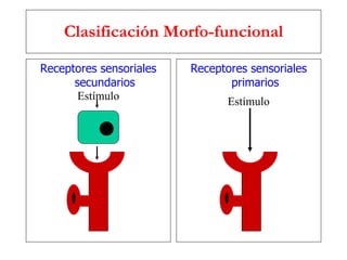 Clasificación Morfo-funcional Receptores sensoriales secundarios Receptores sensoriales primarios Estímulo Estímulo 