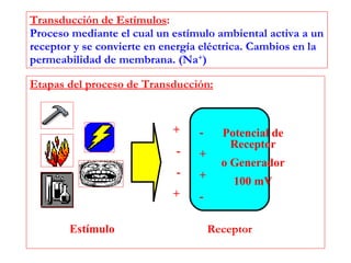 Transducción de Estímulos : Proceso mediante el cual un estímulo ambiental activa a un receptor y se convierte en energía eléctrica. Cambios en la permeabilidad de membrana. (Na + ) Etapas del proceso de Transducción: Estímulo Receptor + - - + - + + - Potencial de Receptor o Generador 100 mV 