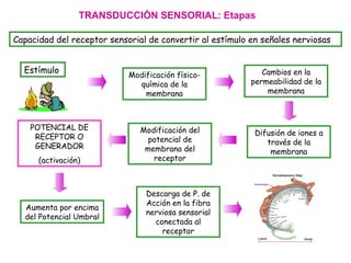 TRANSDUCCIÓN SENSORIAL: Etapas Capacidad del receptor sensorial de convertir al estímulo en señales nerviosas Estímulo Modificación físico-química de la membrana Cambios en la permeabilidad de la membrana Difusión de iones a través de la membrana Modificación del potencial de membrana del receptor POTENCIAL DE RECEPTOR O GENERADOR (activación) Aumenta por encima del Potencial Umbral Descarga de P. de Acción en la fibra nerviosa sensorial conectada al receptor 