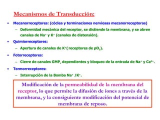 Mecanismos de Transducción: Mecanorreceptores: (cóclea y terminaciones nerviosas mecanorreceptoras) Deformidad mecánica del receptor, se distiende la membrana, y se abren canales de Na +  y K +  (canales de distensión). Quimiorreceptores: Apertura de canales de K + (   receptores de pO 2 ). Fotorreceptores: Cierre de canales GMP c  dependientes y bloqueo de la entrada de Na +  y Ca 2+ . Termorreceptores: Interrupción de la Bomba Na +  /K + . Modificación de la  permeabilidad de la membrana del receptor , lo que permite la difusión de iones a través de la membrana, y la consiguiente modificación del potencial de membrana de reposo. 