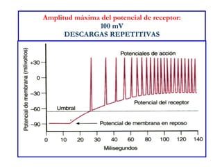Amplitud máxima del potencial de receptor: 100 mV DESCARGAS REPETITIVAS 