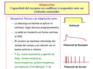 Adaptación: C apacidad del receptor en codificar o responder ante un estímulo sostenido. Receptores Tónicos o de Adaptación Lenta: La descarga es máxima al aplicar el estímulo, luego decrece progresivamente. La señal se transmite en forma continua al SNC. El cerebro se mantiene informado del estado del cuerpo y su relación con el medio externo e interno. P. Ej.: husos musculares y aparato de Golgi, termorreceptores, barorreceptores, quimiorreceptores, nociceptores, D de Merquel, T. de Ruffini. Potencial de Receptor  Estímulo  Potencial de Acción  