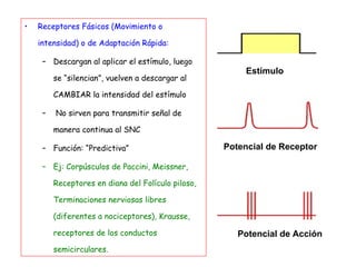 Receptores Fásicos (Movimiento o intensidad) o de Adaptación Rápida: Descargan al aplicar el estímulo, luego se “silencian”, vuelven a descargar al CAMBIAR la intensidad del estímulo No sirven para transmitir señal de manera continua al SNC Función: “Predictiva” Ej: Corpúsculos de Paccini, Meissner, Receptores en diana del Folículo piloso, Terminaciones nerviosas libres (diferentes a nociceptores), Krausse, receptores de los conductos semicirculares. Potencial de Acción  Potencial de Receptor  Estímulo  