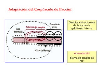 Adaptación del Corpúsculo de Paccini : Cambios estructurales de la sustancia gelatinosa interna Acomodación: Cierre de canales de Na + . 