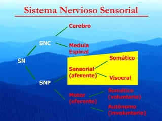 Sistema Nervioso Sensorial SN SNC SNP Cerebro Medula Espinal Sensorial   (aferente) Motor (eferente) Somático Visceral Somático (voluntario) Autónomo (involuntario) 