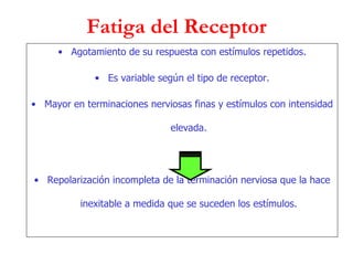 Fatiga del Receptor Agotamiento de su respuesta con estímulos repetidos. Es variable según el tipo de receptor. Mayor en terminaciones nerviosas finas y estímulos con intensidad elevada. Repolarización incompleta de la terminación nerviosa que la hace inexitable a medida que se suceden los estímulos. 