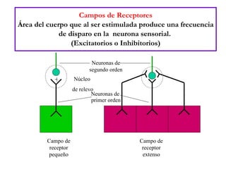 Campos de Receptores Área del cuerpo que al ser estimulada produce una frecuencia de disparo en la  neurona sensorial.  (Excitatorios o Inhibitorios) Campo de receptor pequeño Campo de receptor extenso Neuronas de segundo orden Núcleo  de relevo Neuronas de  primer orden + 