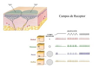Campos de Receptor 
