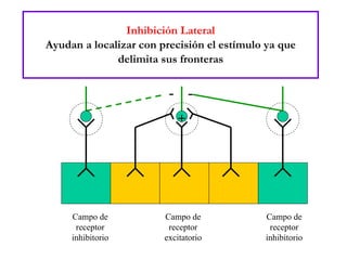 Inhibición Lateral Ayudan a localizar con precisión el estímulo ya que delimita sus fronteras Campo de receptor inhibitorio Campo de receptor inhibitorio Campo de receptor excitatorio - + - 