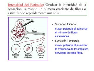 Intensidad del Estímulo :  Graduar la intensidad de la sensación  sumando un número creciente de fibras o estimulando repetidamente una sola. Sumación Espacial:   mayor potencia al aumentar el número de fibras estimuladas. Sumación Temporal: mayor potencia al aumentar la frecuencia de los impulsos nerviosos en cada fibra. 