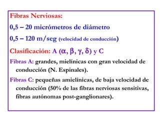 Fibras Nerviosas: 0,5 – 20 micrómetros de diámetro 0,5 – 120 m/seg  (velocidad de conducción ) Clasificación:  A (  ,   ,   ,   ) y C Fibras A:  grandes, mielínicas con gran velocidad de conducción (N. Espinales). Fibras C:  pequeñas amielínicas, de baja velocidad de conducción (50% de las fibras nerviosas sensitivas, fibras autónomas post-ganglionares). 