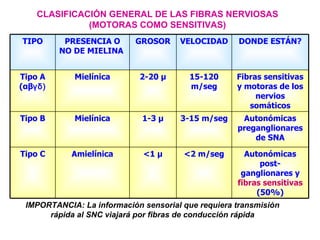CLASIFICACIÓN GENERAL DE LAS FIBRAS NERVIOSAS (MOTORAS COMO SENSITIVAS) IMPORTANCIA: La información sensorial que requiera transmisión rápida al SNC viajará por fibras de conducción rápida Autonómicas post-ganglionares y  fibras sensitivas  (50%) <2 m/seg <1  μ Amielínica Tipo C Autonómicas preganglionares de SNA 3-15 m/seg 1-3  μ Mielínica Tipo B Fibras sensitivas y motoras de los nervios somáticos 15-120 m/seg 2-20  μ Mielínica Tipo A ( αβ γδ ) DONDE ESTÁN? VELOCIDAD GROSOR PRESENCIA O NO DE MIELINA  TIPO 
