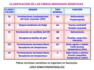 CLASIFICACIÓN DE LAS FIBRAS NERVIOSAS SENSITIVAS Fibras nerviosas sensitivas se organizan en fascículos  (VÍAS SOMATOSENSORIALES) Dolor lento o crónico, Prurito cosquilleo, Temperatura (calor) C Terminaciones nerviosas libres Receptores de temperatura IV Dolor agudo o rápido, Tacto grueso, temperatura (frío) A δ Terminaciones nerviosas libres Receptores de temperatura III Estiramiento Presión, tacto fino, vibración A β A β Terminación en ramillete del HM Receptores táctiles de piel II Fuerza contráctil Tensión muscular A α Órgano tendinoso de Golgi Ib Estiramiento Propiocepción A α Terminaciones anuloespirales del huso muscular (HM) Ia FUNCIÓN TIPO GENERAL ORIGEN CLASIFICACIÓN 