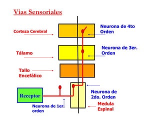 Vias Sensoriales Receptor Corteza Cerebral Tálamo Tallo Encefálico Medula Espinal Neurona de 4to Orden Neurona de 3er. Orden Neurona de 2do. Orden Neurona de 1er. orden 