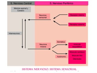 SISTEMA NERVIOSO: SISTEMA SENSORIAL S. Nervioso Central S. Nervioso Periférico Receptor interno Receptor externo músculo esquelético Músculo cardiaco Músculo liso Glándulas Neurona sensorial Neurona motora Interneurona  Médula espinal y Cerebro  Somático Autónomo 