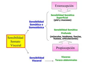 Sensibilidad Somática Superficial  (piel y mucosas) Sensibilidad Somática Profunda (músculos, tendones, fascias, huesos, articulaciones) Vísceras  Toraco-abdominales Sensibilidad  Somato  Visceral Sensibilidad Somática o Somestésica Sensibilidad Visceral Exterocepción Propiocepción 