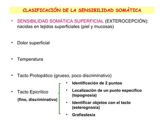 CLASIFICACIÓN DE LA SENSIBILIDAD SOMÁTICA SENSIBILIDAD SOMÁTICA SUPERFICIAL  (EXTEROCEPCIÓN): nacidas en tejidos superficiales (piel y mucosas) Dolor superficial Temperatura Tacto Protopático (grueso, poco discriminativo) Tacto Epicrítico Identificación de 2 puntos Localización de un punto específico (topognosia) Identificar objetos con el tacto (esterognosia) Grafiestesia (fino, discriminativo) 