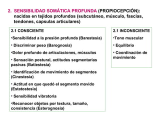 2.  SENSIBILIDAD SOMÁTICA PROFUNDA  (PROPIOCEPCIÓN): nacidas en tejidos profundos (subcutáneo, músculo, fascias, tendones, capsulas articulares) 2.1 INCONSCIENTE Tono muscular Equilibrio Coordinación de movimiento 2.1 CONSCIENTE Sensibilidad a la presión profunda (Barestesia) Discriminar peso (Barognosia) Dolor profundo de articulaciones, músculos Sensación postural, actitudes segmentarias pasivas (Batiestesia) Identificación de movimiento de segmentos (Cinestesia) Actitud en que quedó el segmento movido (Estatostesia) Sensibilidad vibratoria Reconocer objetos por textura, tamaño, consistencia (Esterognosia) 