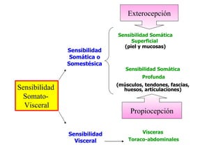 Sensibilidad Somática Superficial  (piel y mucosas) Sensibilidad Somática Profunda (músculos, tendones, fascias, huesos, articulaciones) Vísceras  Toraco-abdominales Sensibilidad  Somato-  Visceral Sensibilidad Somática o Somestésica Sensibilidad Visceral Exterocepción Propiocepción 