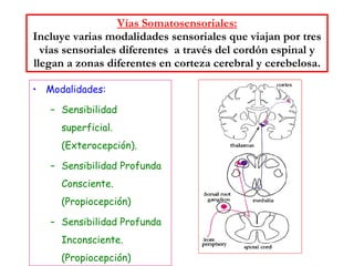 Vías Somatosensoriales: Incluye varias modalidades sensoriales que viajan por tres vías sensoriales diferentes  a través del cordón espinal y llegan a zonas diferentes en corteza cerebral y cerebelosa. Modalidades: Sensibilidad superficial. (Exterocepción). Sensibilidad Profunda Consciente. (Propiocepción) Sensibilidad Profunda Inconsciente. (Propiocepción) 