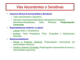Vías Ascendentes o Sensitivas Columna Dorsal (Lemniscal/Goll y Burdach): Tacto discriminativo o Epicrítico. Vibración.-Esterognosi-Barestesia--Barognosia-Cinestesia-Batiestesia-Estatostesia- Dolor Profundo.  Propiocepción consciente Espinotalámicos Anterior y Lateral : Lateral:  Dolor y Temperatura. Anterior : Tacto Protopático, Picor, Cosquilleo y Sensaciones Sexuales. Espinocerebelosos: Dorsal o Posterior (Directo):  Propiocepción inconsciente de extremidades inferiores. Ventral o Anterior (Cruzado):  Propiocepción inconsciente de tronco y extremidades superiores. 