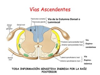 Vías Ascendentes TODA INFORMACIÓN SENSITIVA INGRESA POR LA RAÍZ POSTERIOR Vía de la Columna Dorsal o Lemniscal Vía  Espino- cerebelosa Vía  Espino- talámica G B 
