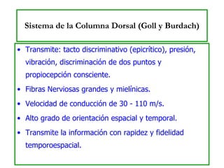 Sistema de la Columna Dorsal (Goll y Burdach) Transmite: tacto discriminativo (epicrítico), presión, vibración, discriminación de dos puntos y propiocepción consciente. Fibras Nerviosas grandes y mielínicas. Velocidad de conducción de 30 - 110 m/s. Alto grado de orientación espacial y temporal. Transmite la información con rapidez y fidelidad temporoespacial. 
