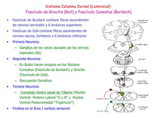 Sistema Columna Dorsal (Lemniscal)  Fascículo de Gracilis (Goll) y Fascículo Cuneatus (Burdach) Fascículo de Burdach contiene fibras ascendentes de nervios cervicales y 6 toráxicos superiores Fascículo de Goll contiene fibras ascendentes de nervios sacros, lumbares y 6 toráxicos inferiores Primera Neurona: Ganglios de las raíces dorsales de los nervios espinales (A  ) Segunda Neurona:  En Bulbo hacen sinapsis en los Núcleos Cuneatus (Fascículo de Burdach) y Gracilis (Fascículo de Goll). Decusación Sensitiva Tercera Neurona: Complejo Ventro basal de Tálamo  (Núcleo Ventral  Postero Lateral “G y B” y  Núcleo Ventral Posteromedial “Trigémino”) Finaliza en el Área I corteza sensorial 