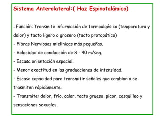 Sistema Anterolateral:( Haz Espinotalámico) -  Función:   Transmite información de termoalgésica (temperatura y dolor) y tacto ligero o grosero (tacto protopático) - Fibras Nerviosas mielínicas más pequeñas. - Velocidad de conducción de 8 - 40 m/seg. - Escasa orientación espacial. - Menor exactitud en las graduaciones de intensidad. - Escasa capacidad para transmitir señales que cambian o se trasmiten rápidamente. - Transmite: dolor, frío, calor, tacto grueso, picor, cosquilleo y sensaciones sexuales. 