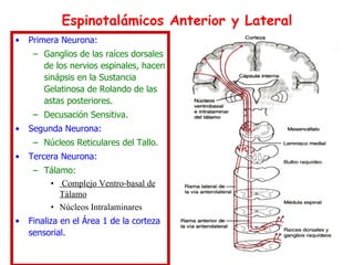 Espinotalámicos Anterior y Lateral Primera Neurona: Ganglios de las raíces dorsales de los nervios espinales, hacen sinápsis en la Sustancia Gelatinosa de Rolando de las astas posteriores. Decusación Sensitiva. Segunda Neurona: Núcleos Reticulares del Tallo. Tercera Neurona: Tálamo: Complejo Ventro-basal de Tálamo   Núcleos Intralaminares Finaliza en el Área 1 de la corteza sensorial. 