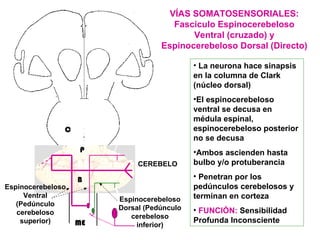 VÍAS SOMATOSENSORIALES: Fascículo Espinocerebeloso Ventral (cruzado) y Espinocerebeloso Dorsal (Directo) La neurona hace sinapsis en la columna de Clark (núcleo dorsal) El espinocerebeloso ventral se decusa en médula espinal, espinocerebeloso posterior no se decusa Ambos ascienden hasta bulbo y/o protuberancia Penetran por los pedúnculos cerebelosos y terminan en corteza FUNCIÓN:  Sensibilidad Profunda Inconsciente Espinocerebeloso Ventral (Pedúnculo cerebeloso superior) Espinocerebeloso Dorsal (Pedúnculo cerebeloso inferior) ME P B C CEREBELO 