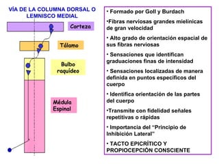 VÍA DE LA COLUMNA DORSAL O LEMNISCO MEDIAL Formado por Goll y Burdach Fibras nerviosas grandes mielínicas de gran velocidad Alto grado de orientación espacial de sus fibras nerviosas Sensaciones que identifican graduaciones finas de intensidad Sensaciones localizadas de manera definida en puntos específicos del cuerpo Identifica orientación de las partes del cuerpo Transmite con fidelidad señales repetitivas o rápidas Importancia del “Principio de Inhibición Lateral” TACTO EPICRÍTICO Y PROPIOCEPCIÓN CONSCIENTE Corteza Tálamo Bulbo raquídeo Médula Espinal 