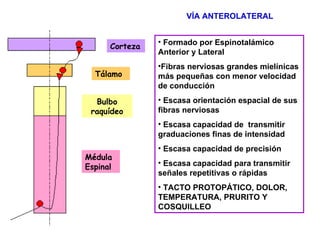 VÍA ANTEROLATERAL Formado por Espinotalámico Anterior y Lateral Fibras nerviosas grandes mielínicas más pequeñas con menor velocidad de conducción Escasa orientación espacial de sus fibras nerviosas  Escasa capacidad de  transmitir graduaciones finas de intensidad Escasa capacidad de precisión  Escasa capacidad para transmitir señales repetitivas o rápidas TACTO PROTOPÁTICO, DOLOR, TEMPERATURA, PRURITO Y COSQUILLEO Corteza Tálamo Bulbo raquídeo Médula Espinal 