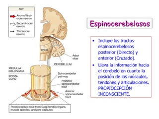 Incluye los tractos espinocerebelosos posterior (Directo) y anterior (Cruzado). Lleva la información hacia el cerebelo en cuanto la posición de los músculos, tendones y articulaciones. PROPIOCEPCIÓN INCONSCIENTE. Espinocerebelosos 