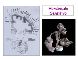 Homúnculo Sensitivo 