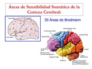 Áreas de Sensibilidad Somática de la Corteza Cerebral: 50 Áreas de Brodmann 