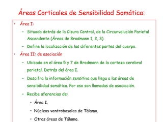 Áreas Corticales de Sensibilidad Somática: Área I: Situada detrás de la Cisura Central, de la Circunvolución Parietal Ascendente (Áreas de Brodmann 1, 2, 3). Define la localización de las diferentes partes del cuerpo.  Área II: de asociación Ubicada en el área 5 y 7 de Brodmann de la corteza cerebral parietal. Detrás del área I. Descifra la información sensitiva que llega a las áreas de sensibilidad somática. Por eso son llamadas de asociación. Recibe aferencias de: Área I. Núcleos ventrobasales de Tálamo. Otras áreas de Tálamo. Corteza Visual y Auditiva. 