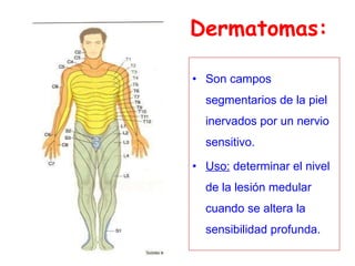 Dermatomas: Son campos segmentarios de la piel inervados por un nervio sensitivo. Uso:  determinar el nivel de la lesión medular cuando se altera la sensibilidad profunda. 