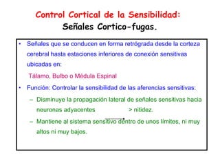 Control Cortical de la Sensibilidad:  Señales Cortico-fugas. Señales que se conducen en forma retrógrada desde la corteza cerebral hasta estaciones inferiores de conexión sensitivas ubicadas en:   Tálamo, Bulbo o Médula Espinal Función: Controlar la sensibilidad de las aferencias sensitivas: Disminuye la propagación lateral de señales sensitivas hacia neuronas adyacentes  > nitidez. Mantiene al sistema sensitivo dentro de unos límites, ni muy altos ni muy bajos. 
