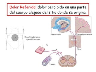 Dolor Referido:  dolor percibido en una parte del cuerpo alejada del sitio donde se origina. Dolor Epigástrico en Apendicitis Aguda 