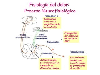 Fisiología del dolor:  Proceso Neurofisiológico 1 4 3 2 Los estímulos nocivos son transformados en potenciales de acción Propagación del potencial de acción al SNC Antinocicepción: La transmisión es atenuada en diferentes niveles Experiencia emocional o subjetiva de la estimulación 