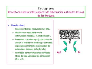Nociceptores Receptores sensoriales capaces de diferenciar estímulos lesivos de los inocuos. Características: Poseen umbral de respuesta muy alto. Modifican su respuesta con la estimulación repetida. “Sensibilización”. Presentan post-descarga (potenciales de acción al finalizar el estímulo) y actividad espontánea (mantiene la descargas de potenciales después del estímulo). Formados por terminaciones nerviosas libres de baja velocidad de conducción (A-d y C) Ad C 