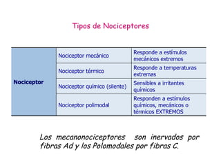 Tipos de Nociceptores Los mecanonociceptores  son inervados por fibras Ad y los Polomodales por fibras C. Responden a estímulos químicos, mecánicos o térmicos EXTREMOS Nociceptor polimodal Sensibles a irritantes químicos Nociceptor químico (silente) Responde a temperaturas extremas Nociceptor térmico Responde a estímulos mecánicos extremos Nociceptor mecánico Nociceptor 