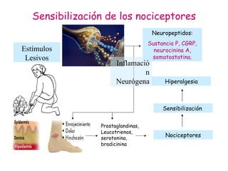 Sensibilización de los nociceptores Estímulos Lesivos Sensibilización   Prostaglandinas, Leucotrienos, serotonina, bradicinina Nociceptores Hiperalgesia Neuropeptidos: Sustancia P, CGRP, neurocinina A, somatostatina. Inflamación Neurógena 
