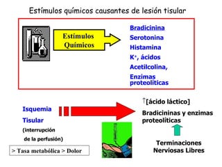 Estímulos  Químicos Bradicinina Serotonina Histamina K + , ácidos Acetilcolina, Enzimas proteolíticas Isquemia  Tisular (interrupción de la perfusión) [ácido láctico] Bradicininas y enzimas proteolíticas Terminaciones Nerviosas Libres > Tasa metabólica > Dolor Estímulos químicos causantes de lesión tisular 