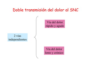 Doble transmisión del dolor al SNC 2 vías independientes Vía del dolor lento y crónico Vía del dolor rápido y agudo 