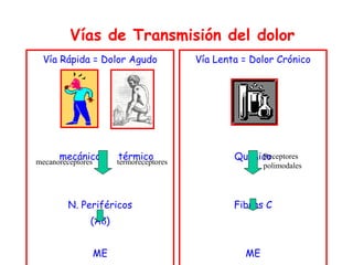 Vías de Transmisión del dolor Vía Rápida = Dolor Agudo mecánico  térmico N. Periféricos (A  ) ME (velocidad 6-30 m/s) Vía Lenta = Dolor Crónico Químico Fibras C ME (velocidad 0.5-2 m/s) mecanoreceptores termoreceptores Receptores polimodales 